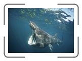 13 basking shark(foto van Internet) * 2742 x 1884 * (273KB)